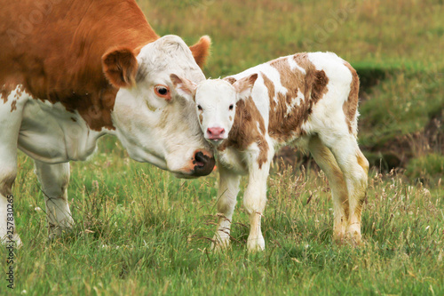 new born calf Fototapet