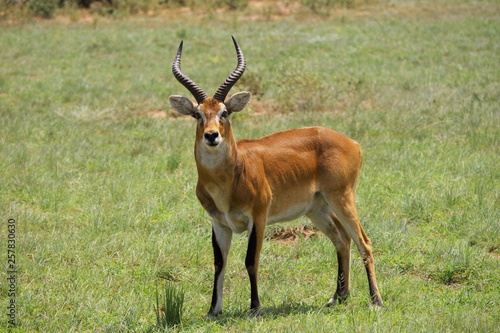 impala in uganda