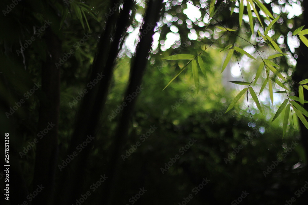 Fototapeta premium tree in forest