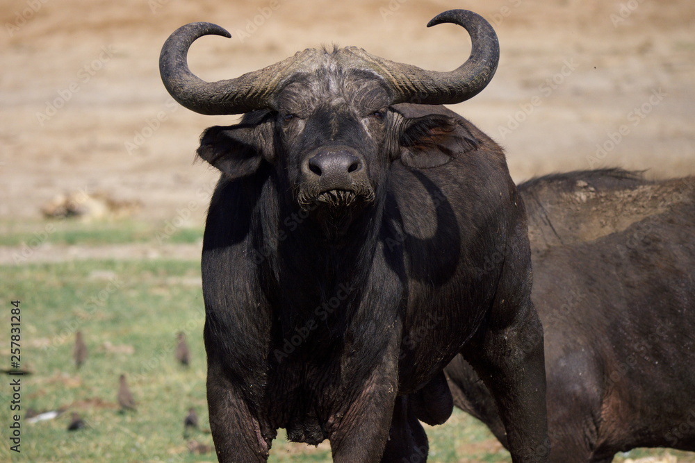 Obraz premium buffalo in field