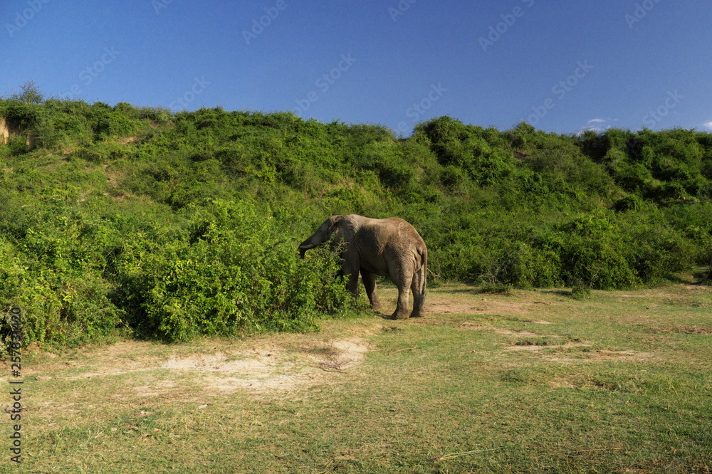 Fototapeta premium elephant in uganda