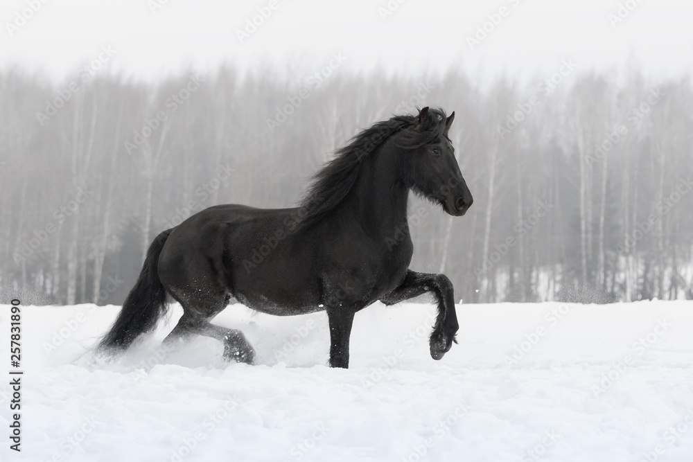 Black friesian horse running on the snow-covered field in winter background