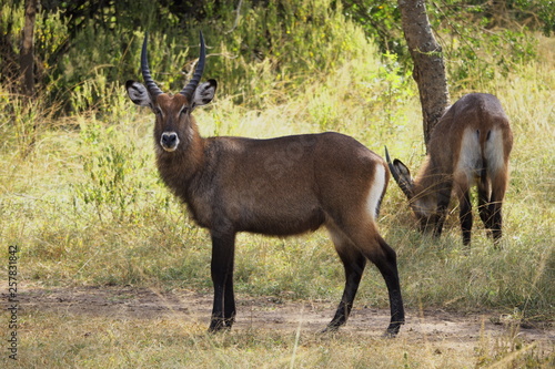 Impala in uganda