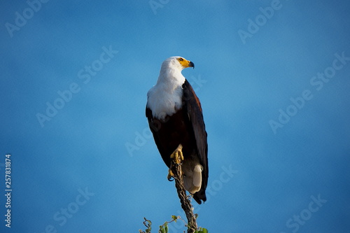 African Fish Eagle on background of blue sky