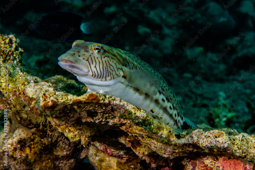 Fish swim in the Red Sea, colorful fish, Eilat Israel