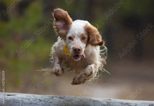 Bild auf Leinwand Hunting dog