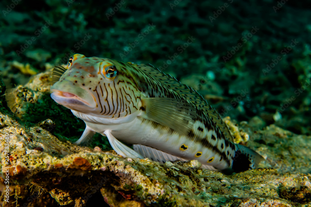 Fish swim in the Red Sea, colorful fish, Eilat Israel Fish swim in the Red Sea, colorful fish, Eilat Israel