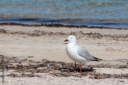 Seagull (Australia)