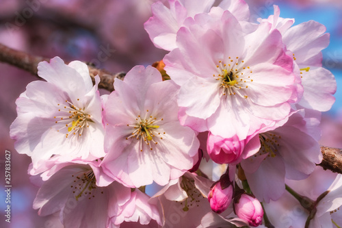 Nahaufnahme von Mandelblüten © fotografci