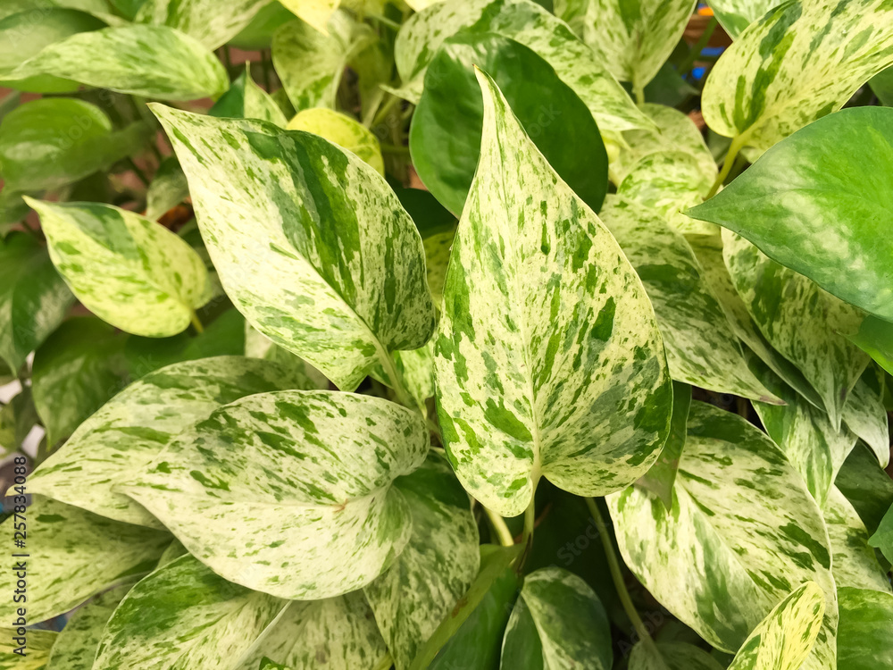 The Golden pothos were planted in a potted plant, this is the detail of green leaf of garden tree The Golden pothos were planted in a potted plant, this is the detail of green leaf of garden tree