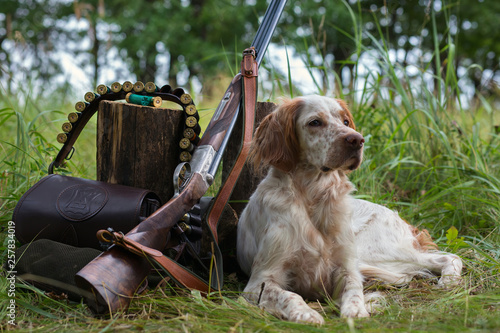 Hunting dog. Pointing dog. English setter. Hunting.  Portrait of a hunting dog with trophies.  On hemp the gun, cartridges and trophies lie. Real hunt photo