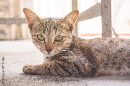 Wallpaper Mural Beautiful Asian cats lying on the floor. Cat is staring, cat in front of wall. Torontodigital.ca