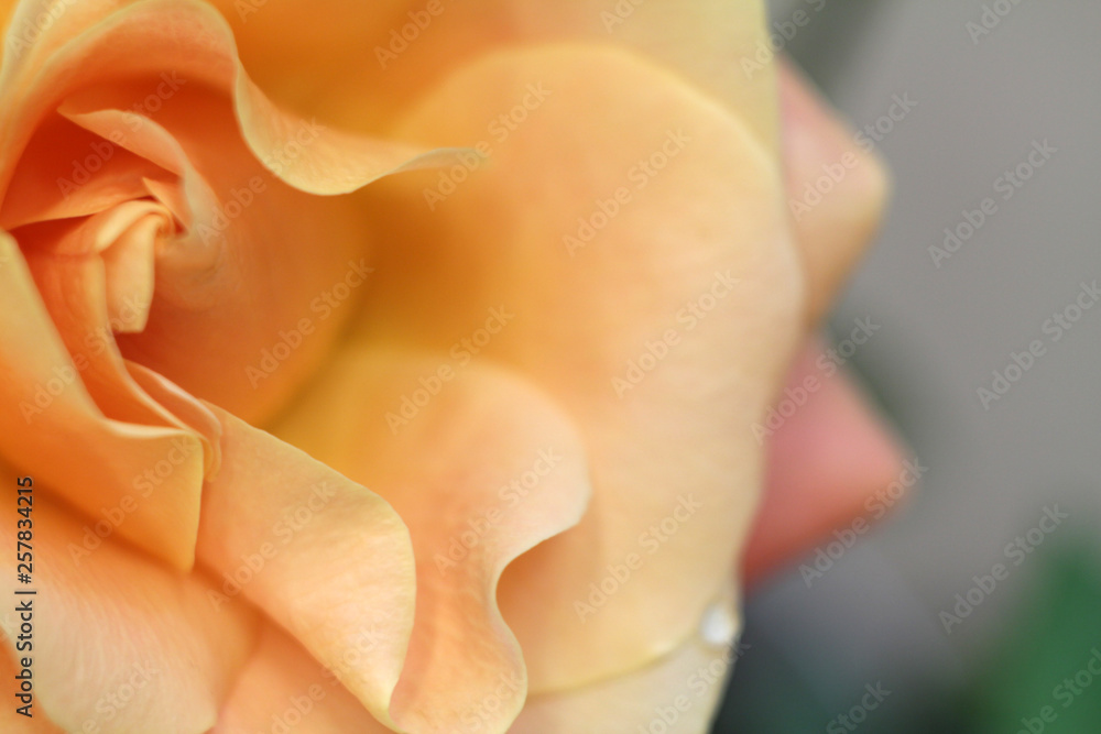 blurred background with beautiful gentle rose petals blurred background with beautiful gentle rose petals