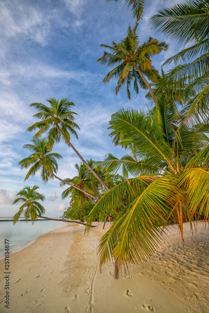 Fototapeta premium maldives, exotic destination for holiday or honeymoon, white coral beach with palms in paradise