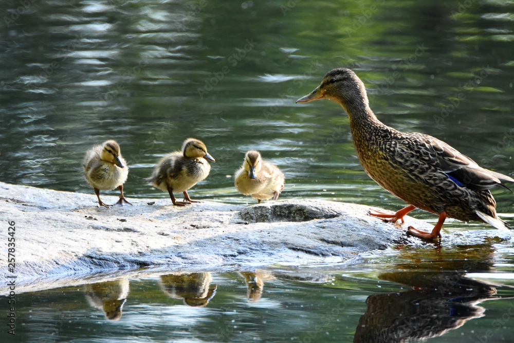マガモの赤ちゃん Baby Mallard Duck マガモの赤ちゃん Baby Mallard Duck