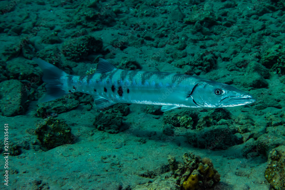 Fototapeta premium Fish swim in the Red Sea, colorful fish, Eilat Israel