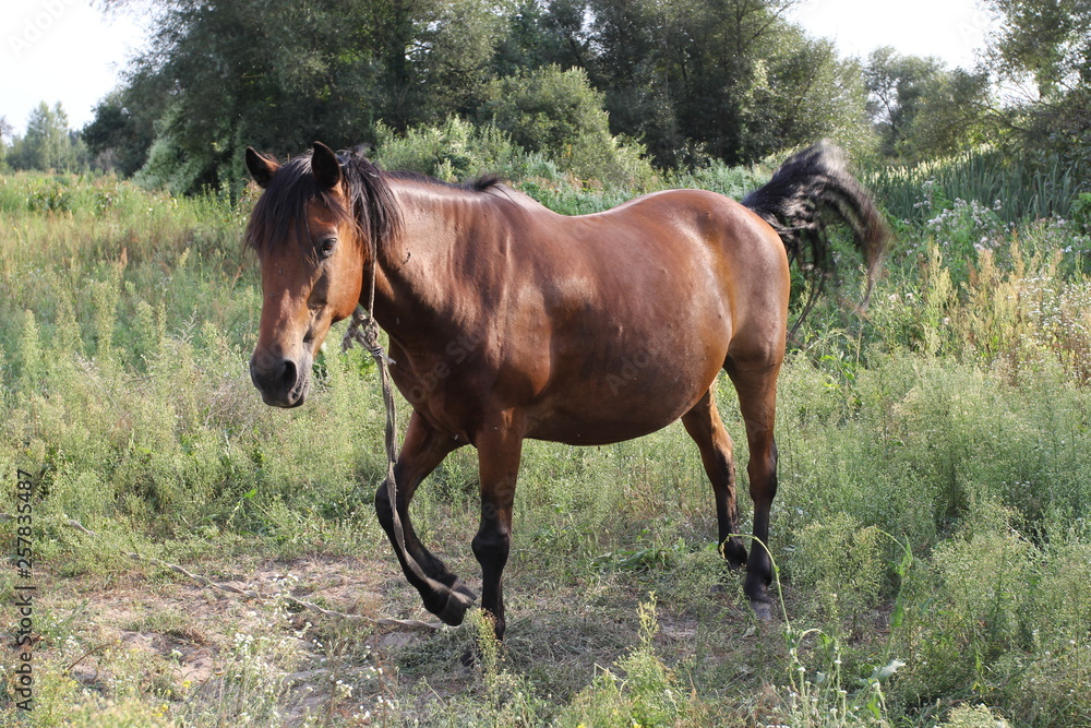 Fototapeta premium Young Horse