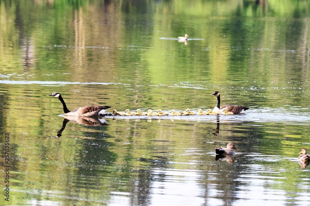 カナダグ-スのひな Baby Canada goose カナダグ-スのひな Baby Canada goose