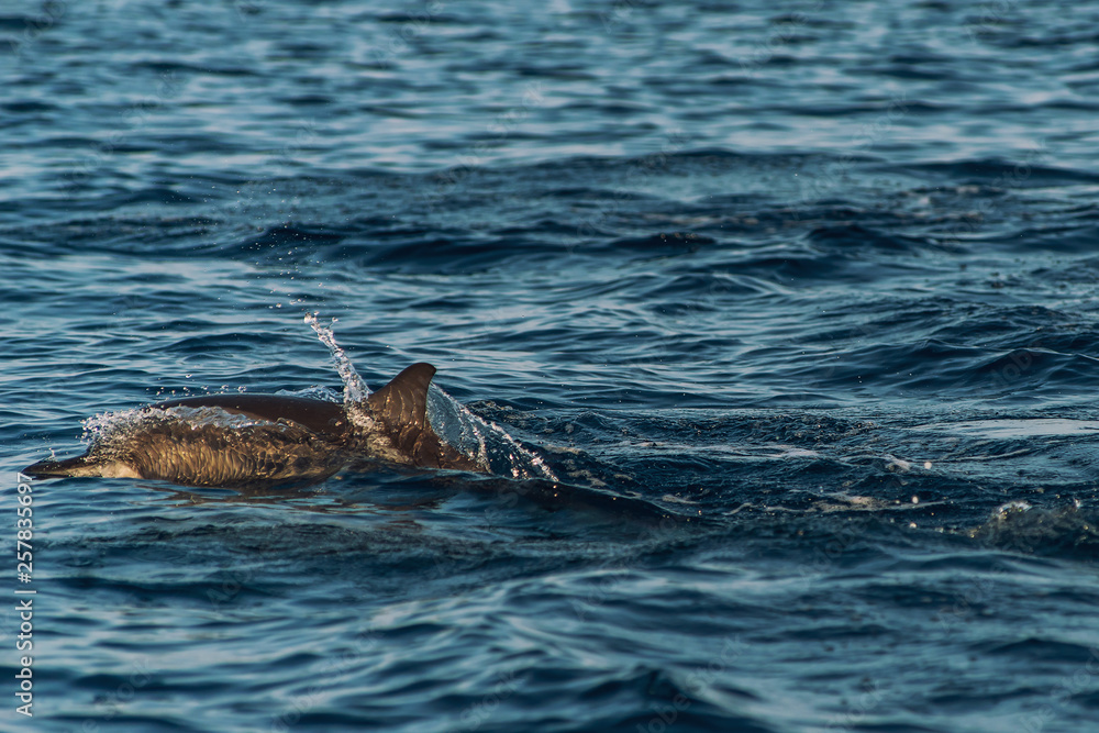 Fototapeta premium watching dolphins at sunset or at sunrise, dolphins in the indian ocean
