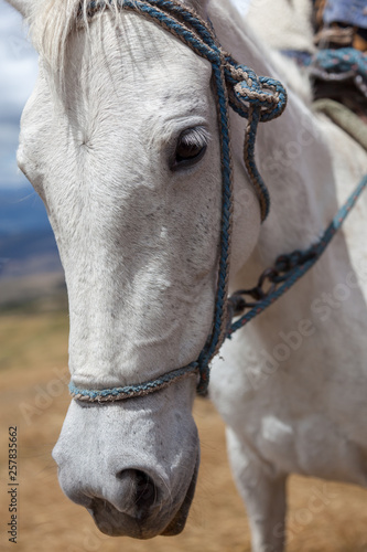 Close-up of the head of a white horse