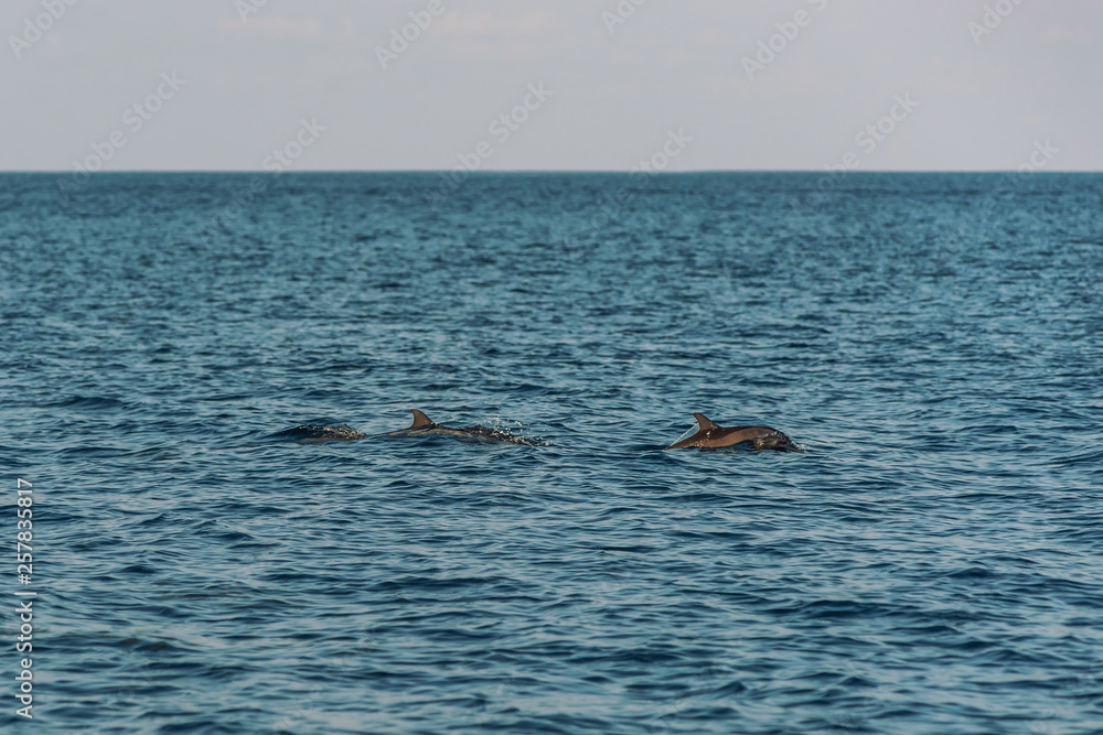 Fototapeta premium watching dolphins at sunset or at sunrise, dolphins in the indian ocean
