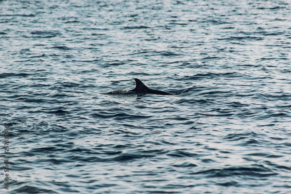 watching dolphins at sunset or at sunrise, dolphins in the indian ocean watching dolphins at sunset or at sunrise, dolphins in the indian ocean