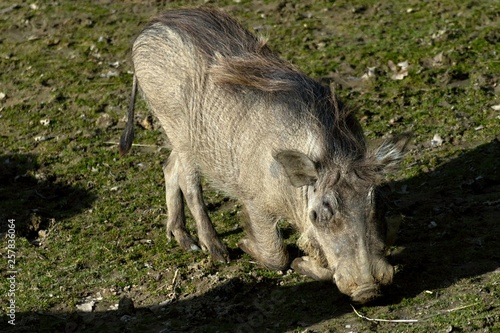 Savannah pig Phacochoerus africanus africanus in zoo photo