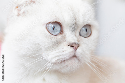 Portrait of white Scottish fold cat. Funny cat