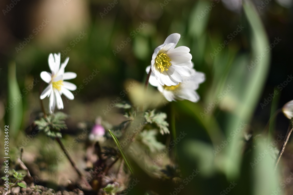 Anemone blanda 'White Splendour' Anemone blanda 'White Splendour'