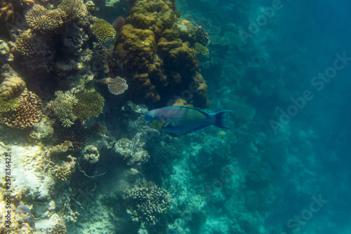 colorful fishes and corals  underwater life in Maldives  snorkeling and diving in exotic destination