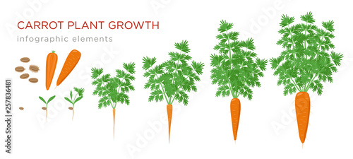 Carrot plant growth stages infographic elements. Growing process of carrot from seeds, sprout to mature taproot, life cycle of plant isolated on white background vector flat illustration. photo