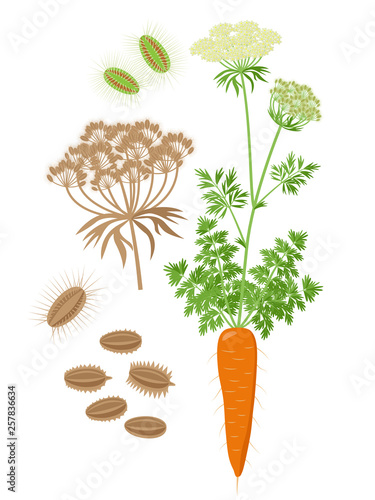 Carrot plant with compound umbel and inflorescence and seeds Botanical set of Illustrations in flat design isolated on white background. Ripe carrot plant vector illustration.