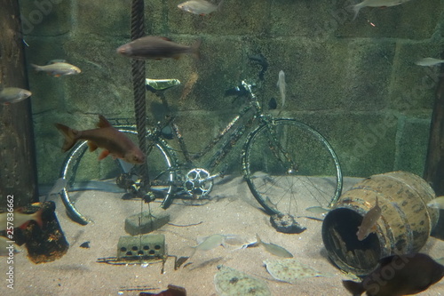 Fisch sucht Fahrrad
