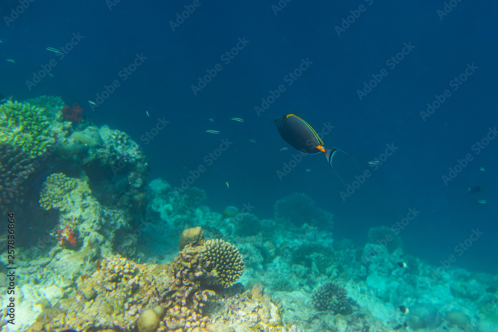Fototapeta premium colorful fishes and corals, underwater life in Maldives, snorkeling and diving in exotic destination