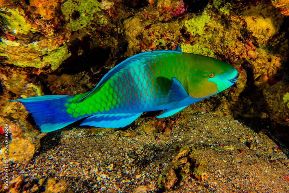 Fish swim in the Red Sea, colorful fish, Eilat Israel Fish swim in the Red Sea, colorful fish, Eilat Israel