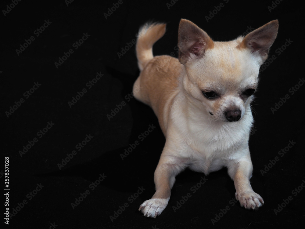 Small dog Chihuahua on a black background