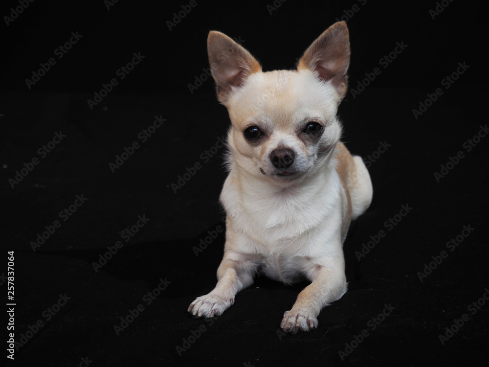 Small dog Chihuahua on a black background