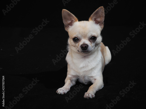 Small dog Chihuahua on a black background © Andrew Rose 