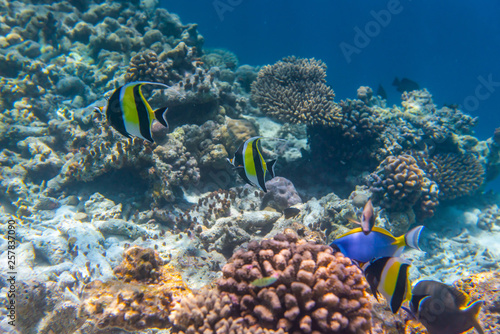 colorful fishes and corals, underwater life in Maldives, snorkeling and diving in exotic destination