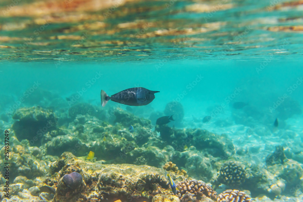 Fototapeta premium colorful fishes and corals, underwater life in Maldives, snorkeling and diving in exotic destination