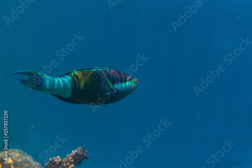 colorful fishes and corals  underwater life in Maldives  snorkeling and diving in exotic destination