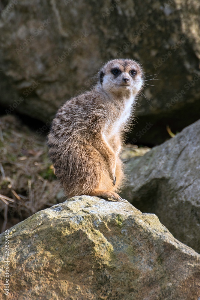 Fototapeta premium Meerkat, Suricata suricatta at the zoo