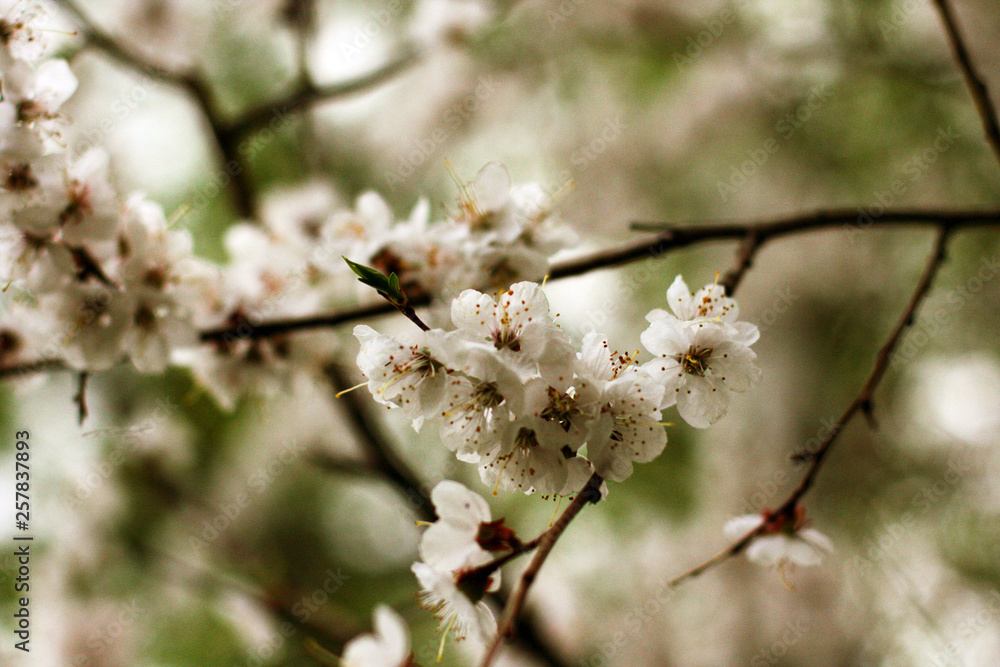 Blossom cherry flowers after rain in the park. Blossom cherry flowers after rain in the park.