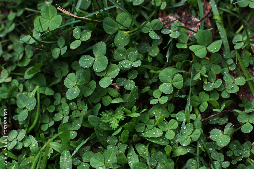 Obraz premium Clover leaves background in a forest