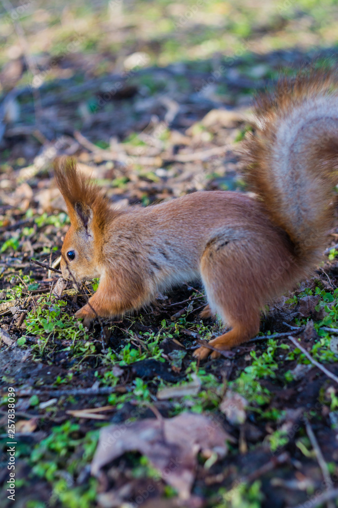 Red squirrel in forest.