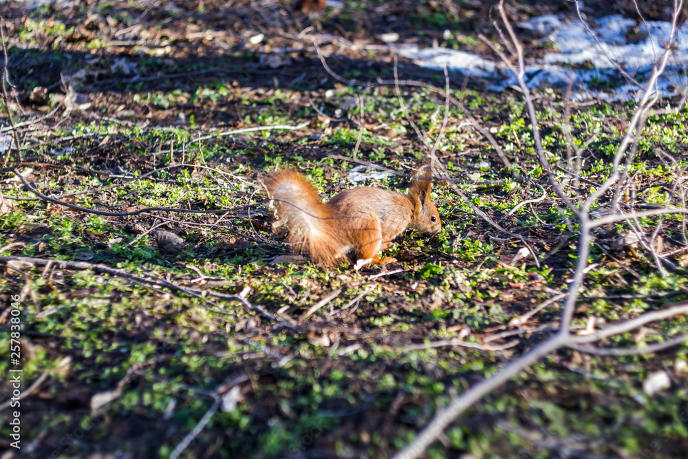 Red squirrel in forest.
