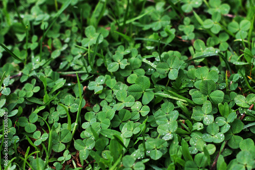 Clover leaves background in a forest