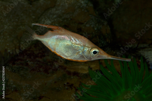Longspine snipefish (Macroramphosus scolopax).