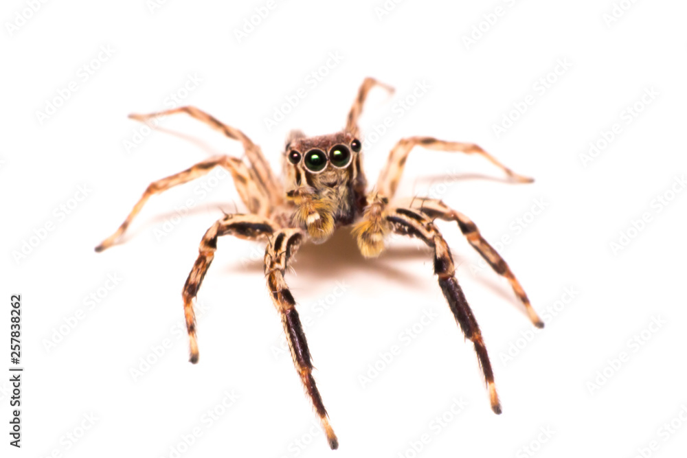 spider isolated, macro insect in wild life, animal in wild, animal isolate spider isolated, macro insect in wild life, animal in wild, animal isolate
