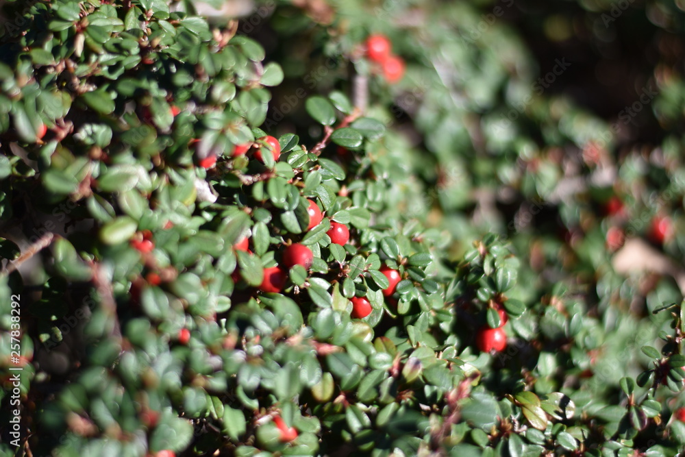 Obraz premium Fächer-Zwergmispel (Cotoneaster horizontalis)